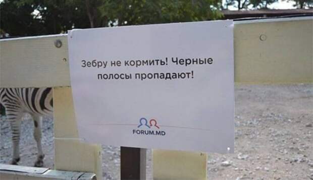 зебру не кормить