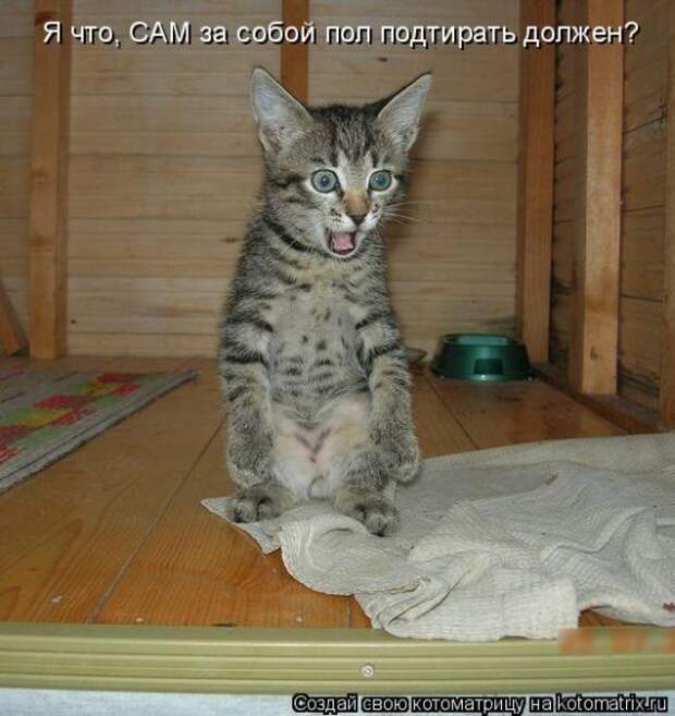 Лучшие котоматрицы недели (50 фото)