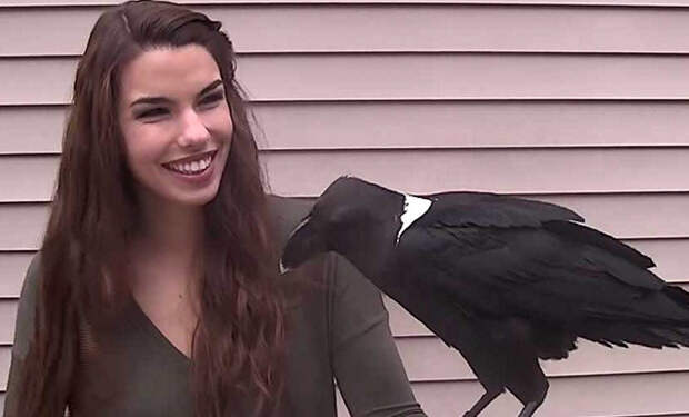 Девушка хотела показать как говорит ее ручной ворон, но птица начала говорить совсем другие слова. Видео