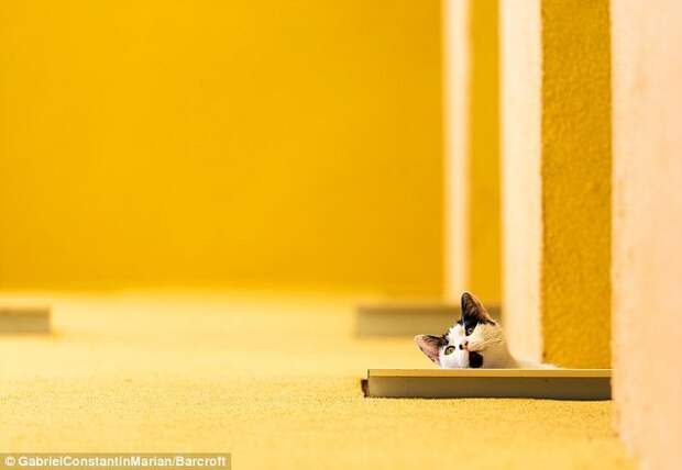 Взгляд сверху: Gabriel Constantin Marian сфотографировал соседского кота, выглядывающего из окна этажом выше животные, конкурс, фото, юмор