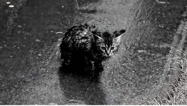 Котенок, украденный у дождя
