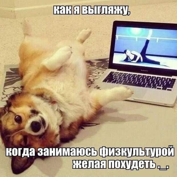 прикол, животные собаки