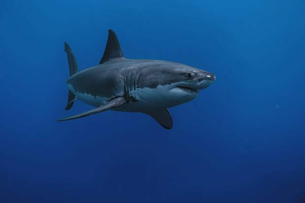 Акулы напали на четырех человек за три дня в одной стране