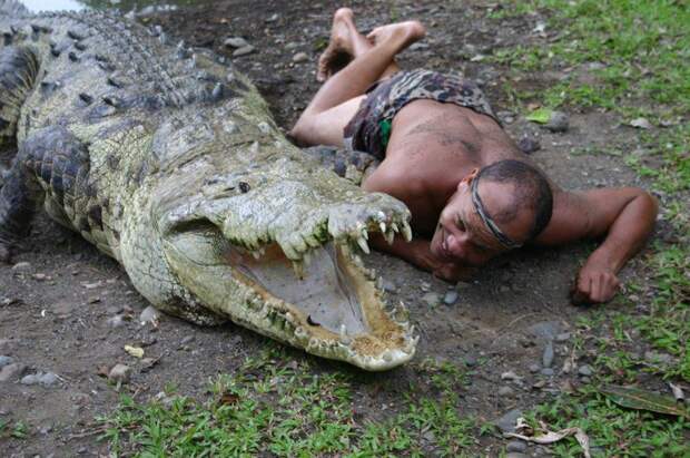 Двадцать лет в пасти крокодила история, интересное