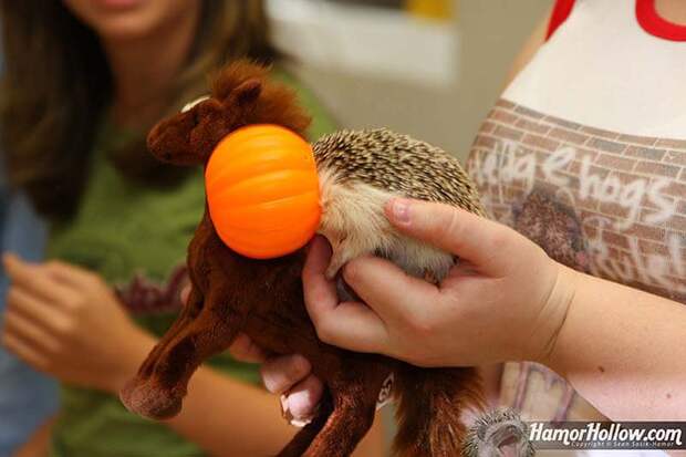 Hedgehog For Halloween 3 Как нарядить ёжика на праздник