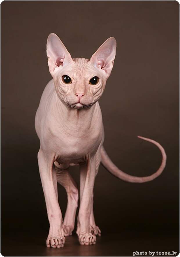 Донской сфинкс