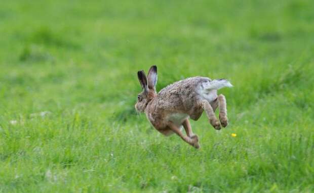 Описание зайцев: образ жизни и поведение