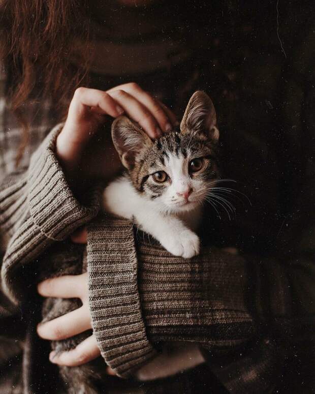 6 фактов о кошках,которые повергнут вас в шок