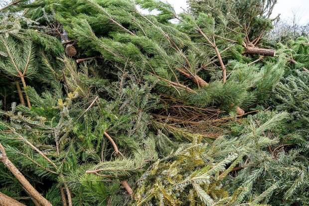 Как правильно избавиться от новогодней ёлки и не нарваться на штраф