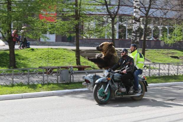 По улицам Сыктывкара в коляске мотоцикла разъезжал медведь байкеры, медведь, мишка, мото, мотоцикл, прикол, сыктывкар, юмор