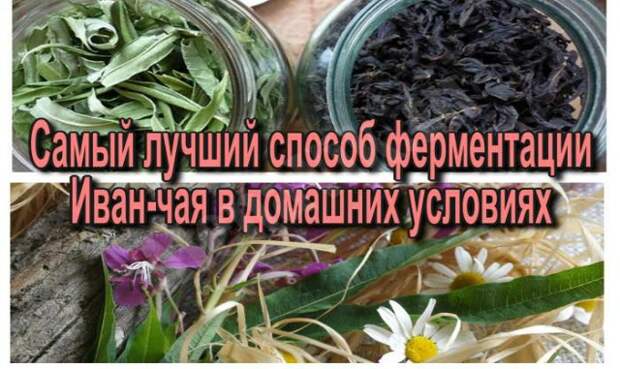 ferment