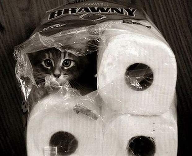 hidingcats11