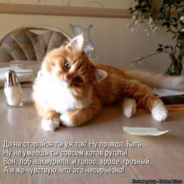 Котоматрицы (картинки с надписями)