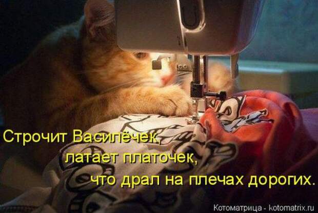 Котоматрицы (картинки с надписями)