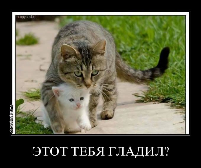 Веселые и позитивные демотиваторы про животных