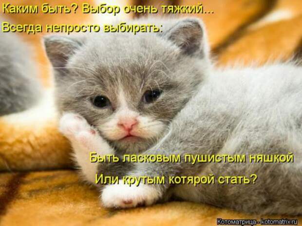 Котоматрицы(картинки с надписями)