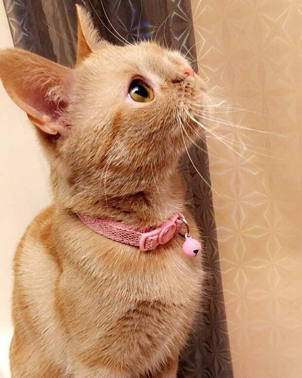 Кошка смотрит вверх Кошка сидит