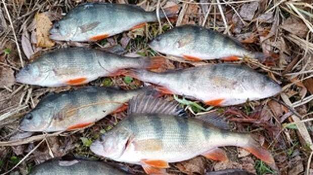 Фото: Алтайское рыболовное сообщество во