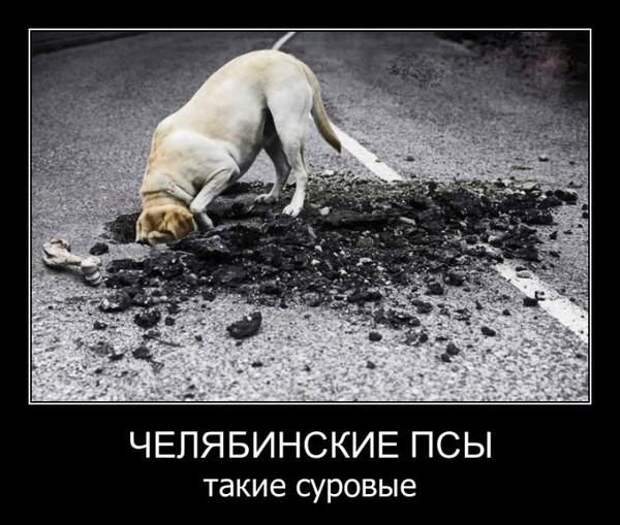 прикол, животные собаки