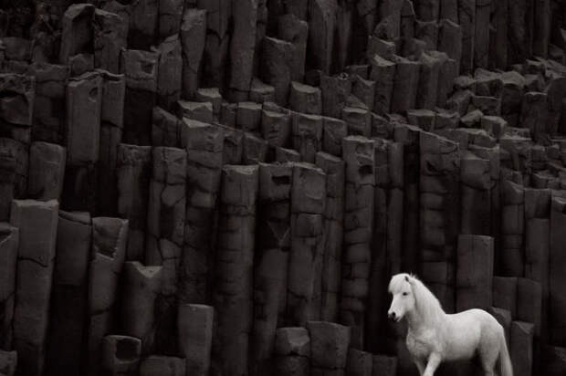 Густая и плотная шерсть позволяет исландским лошадям не бояться холодов, ледяной воды и пронизывающего ветра.