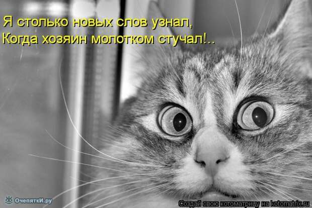 Смешные кошки в котоматрице 34