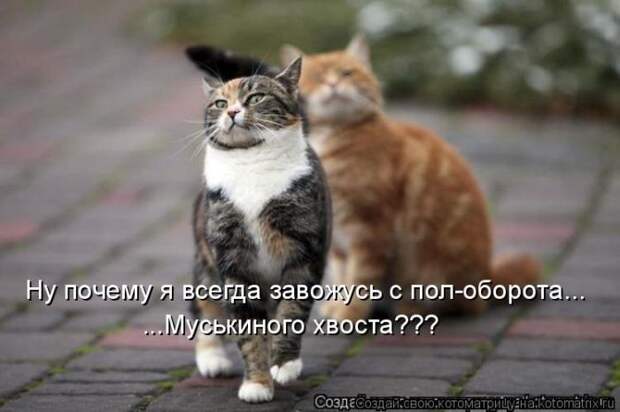 Лучшие котоматрицы недели (50 фото) Лучшие котоматрицы недели (50 фото)