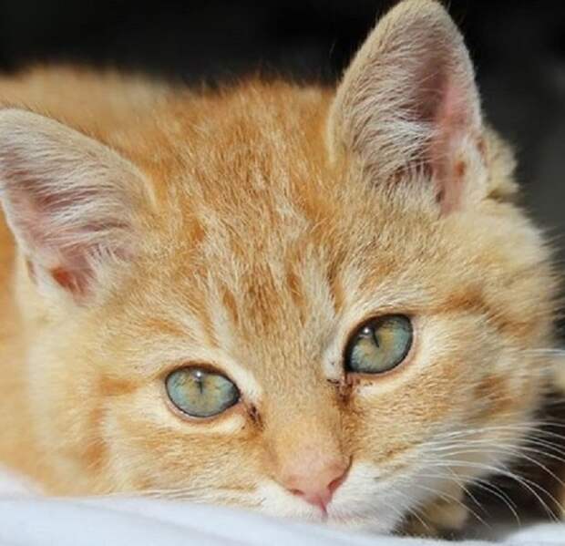 Зеленоглазый котенок Котенок лежит