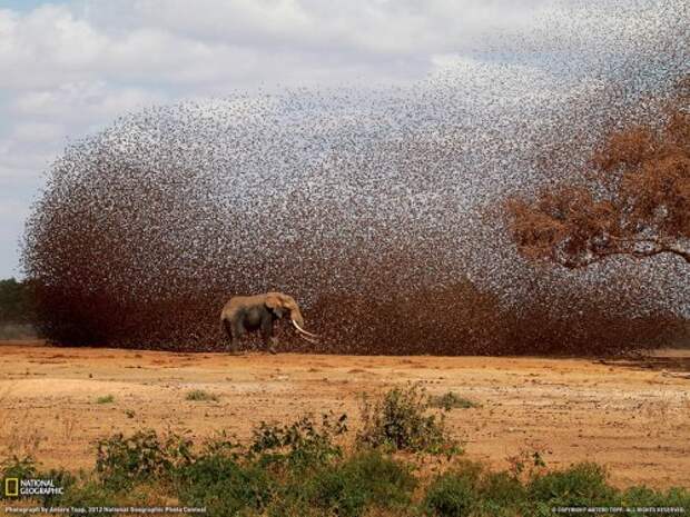 Коллекция лучших фотографий от National Geographic (ноябрь 2012)