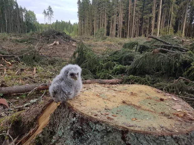 Потерял свой дом Потерял свой дом