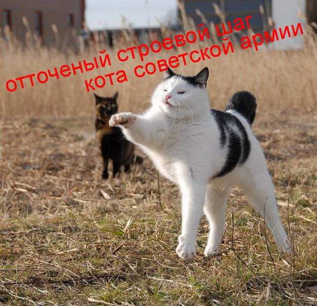 Разнообразные фото приколы с животными: смотреть обязательно!
