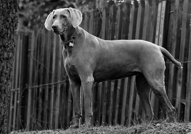Веймаранер, или веймарская легавая (нем. Weimaraner)