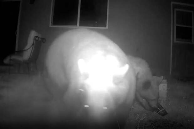 Девочка хотела поймать на видео лепрекона и сняла медведицу с детенышами