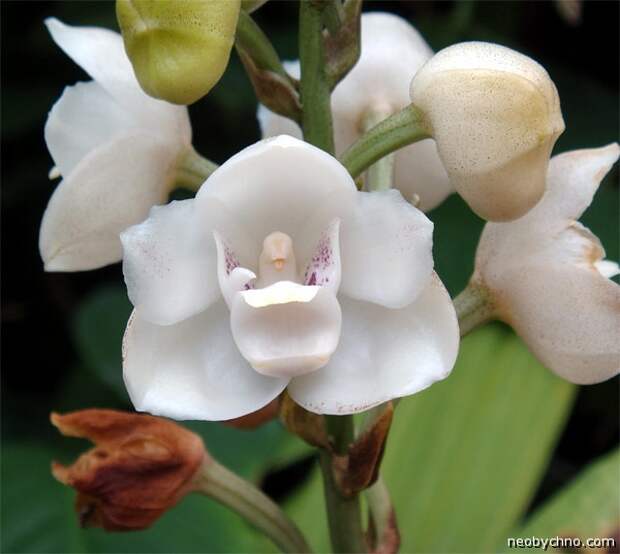 орхидея символ Панамы