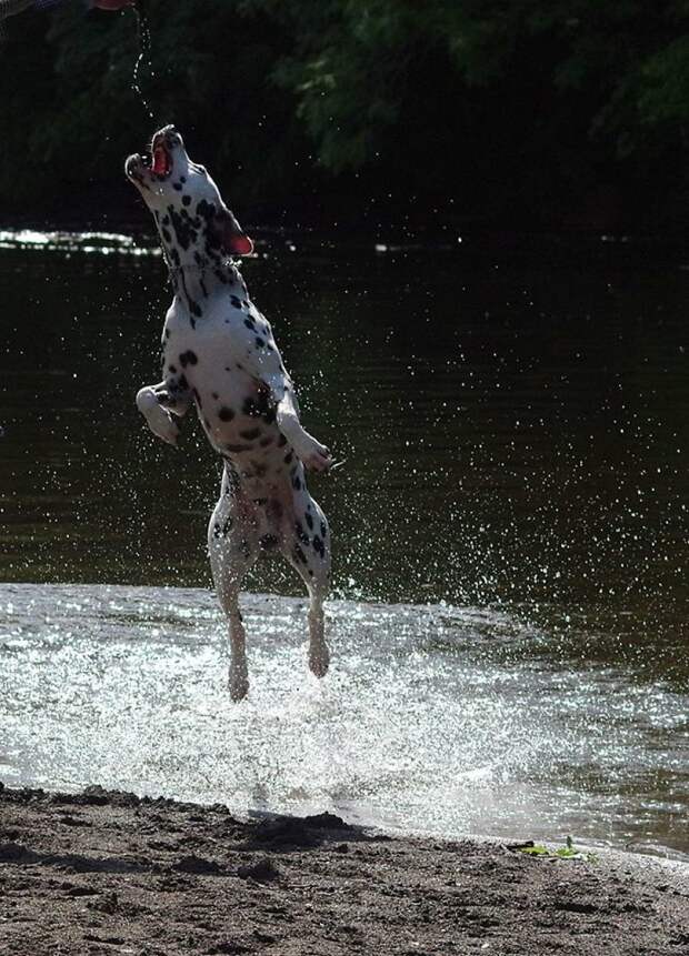 Собака - ракета весело, вода, животные, забавно, мило, собаки, собачьи игры, фото