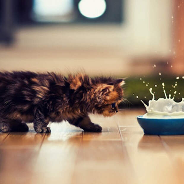 Как отучить котенка от корма?