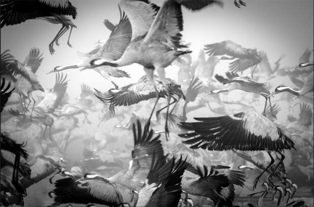 animal-migration-photography-161__880