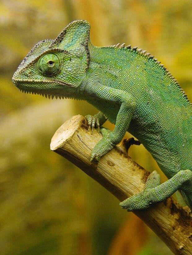 Как природа вдохновила ученых