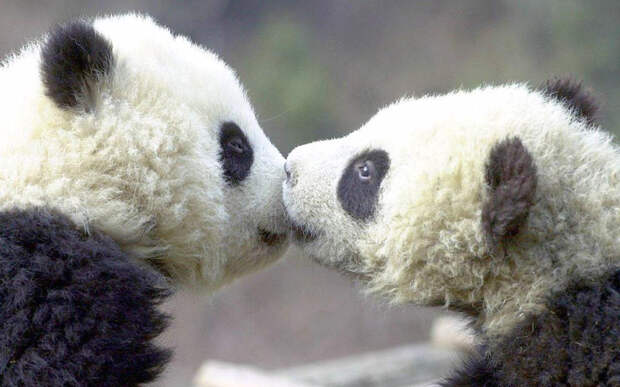 Kissing Animals