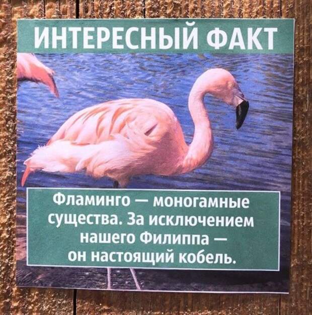 фламинго