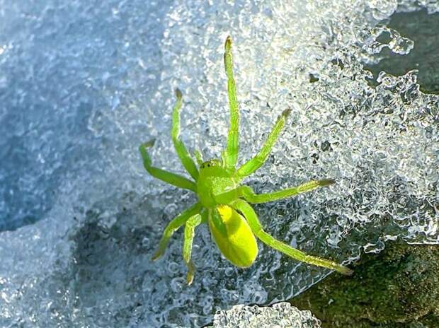 Ярко-зеленый паук / Фото: Роман и Татьяна Воробьевы