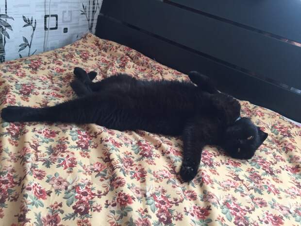 черный кот на кровати