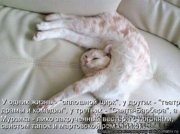 Сборка котоматриц