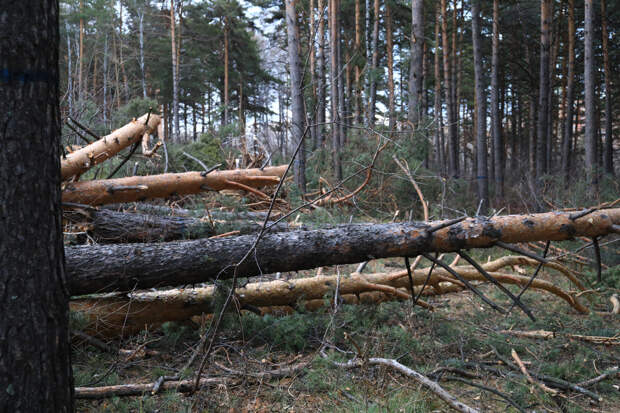 В Красноярском крае руководителя лесничества задержали за взятку в 22 млн