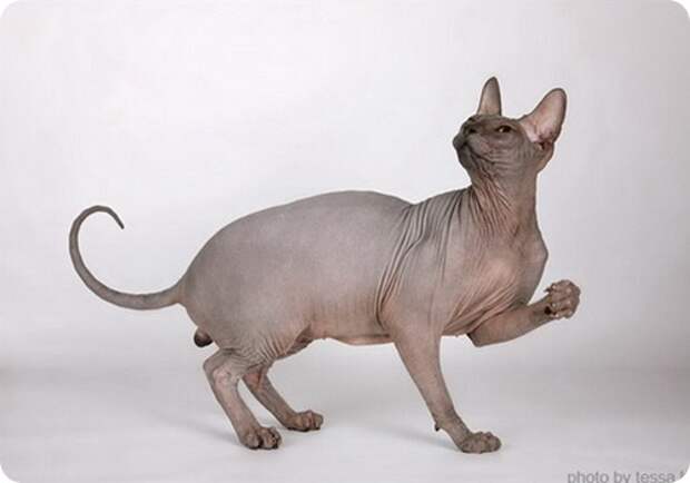 Донской сфинкс