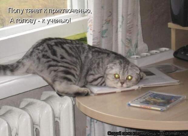 Лучшие котоматрицы недели (50 фото)