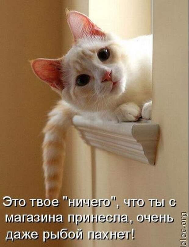 d2cebc0cc1afb422ea472442793