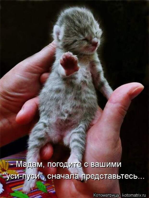 Котоматрицы (картинки с надписями)