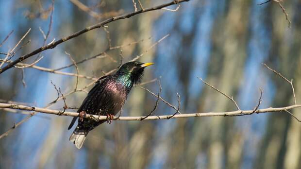 Специалист Блюменкранц: нельзя подкармливать птиц остатками со стола