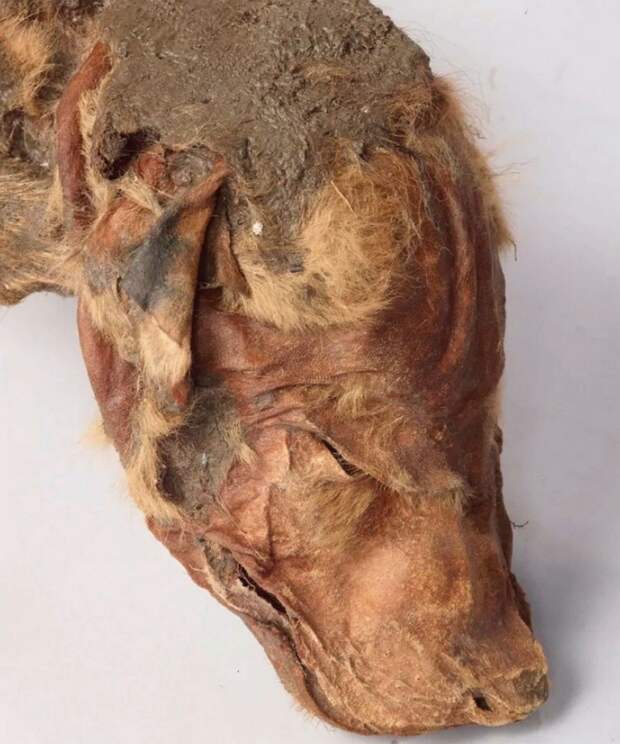 Единственный мумифицированный волк времен ледникового периода