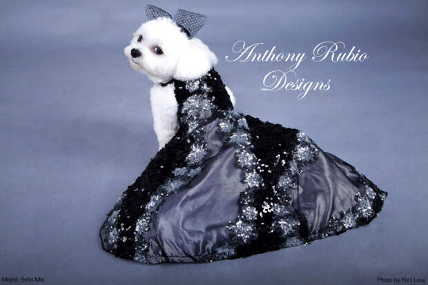 anthony-rubio-designs-couture-for-dogs-canine-copy